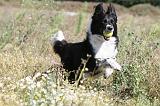 BORDER COLLIE 371